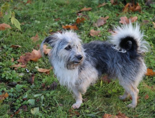 Limping Pets: When to Visit the Emergency Vet from Mission Veterinary Clinic