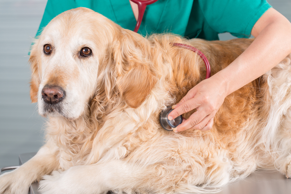 Veterinarian listening to a Golden Retriever's heartbeat during a routine wellness exam