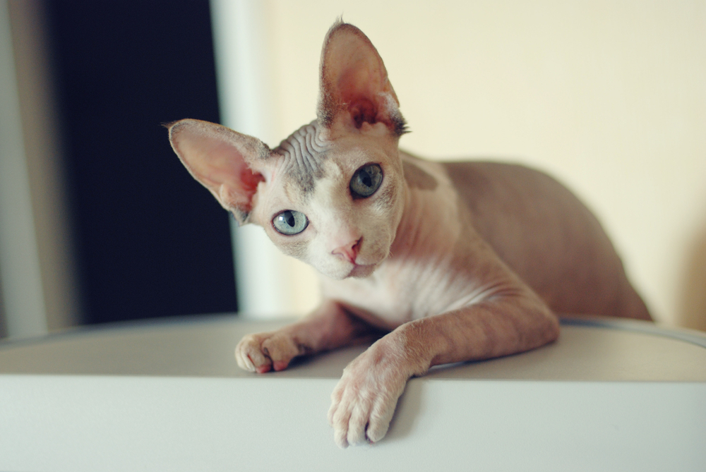 Canadian Sphynx cat nursing newborn kittens, highlighting feline neonatal care