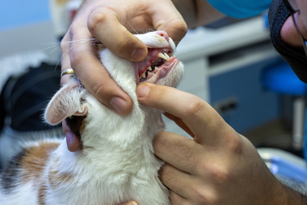 Dog with swollen red gums during a veterinary dental exam.