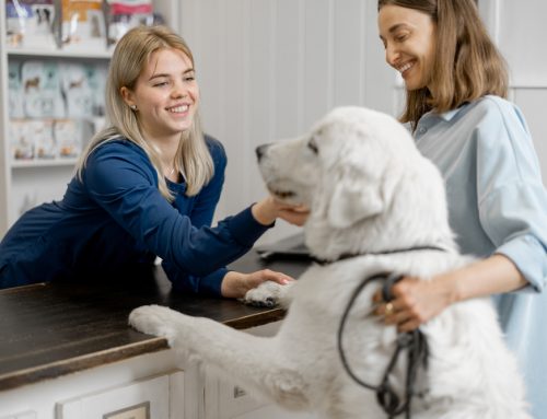 How Do Heart Medications Actually Work Together for Dogs and Cats With Cardiac Disease?