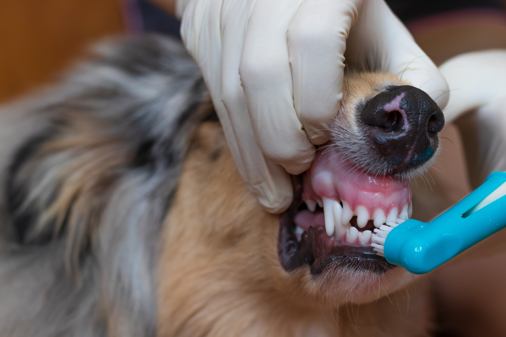 Veterinarian wearing gloves brushing a dog's teeth during a dental care procedure.